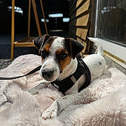 Benco participe au concours pour gagner de l'argent avec cette photo : dog, puppy, small_dog, jack_russell_terrier, black_harness, fluffy_blanket, pink_blanket, sunlight, indoor, wooden_wall, glass_door, leash, pet, cute, relaxed, looking_at_camera, fur, animal, domestic_animal, companion