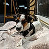 dog, puppy, small_dog, jack_russell_terrier, black_harness, fluffy_blanket, pink_blanket, sunlight, indoor, wooden_wall, glass_door, leash, pet, cute, relaxed, looking_at_camera, fur, animal, domestic_animal, companion