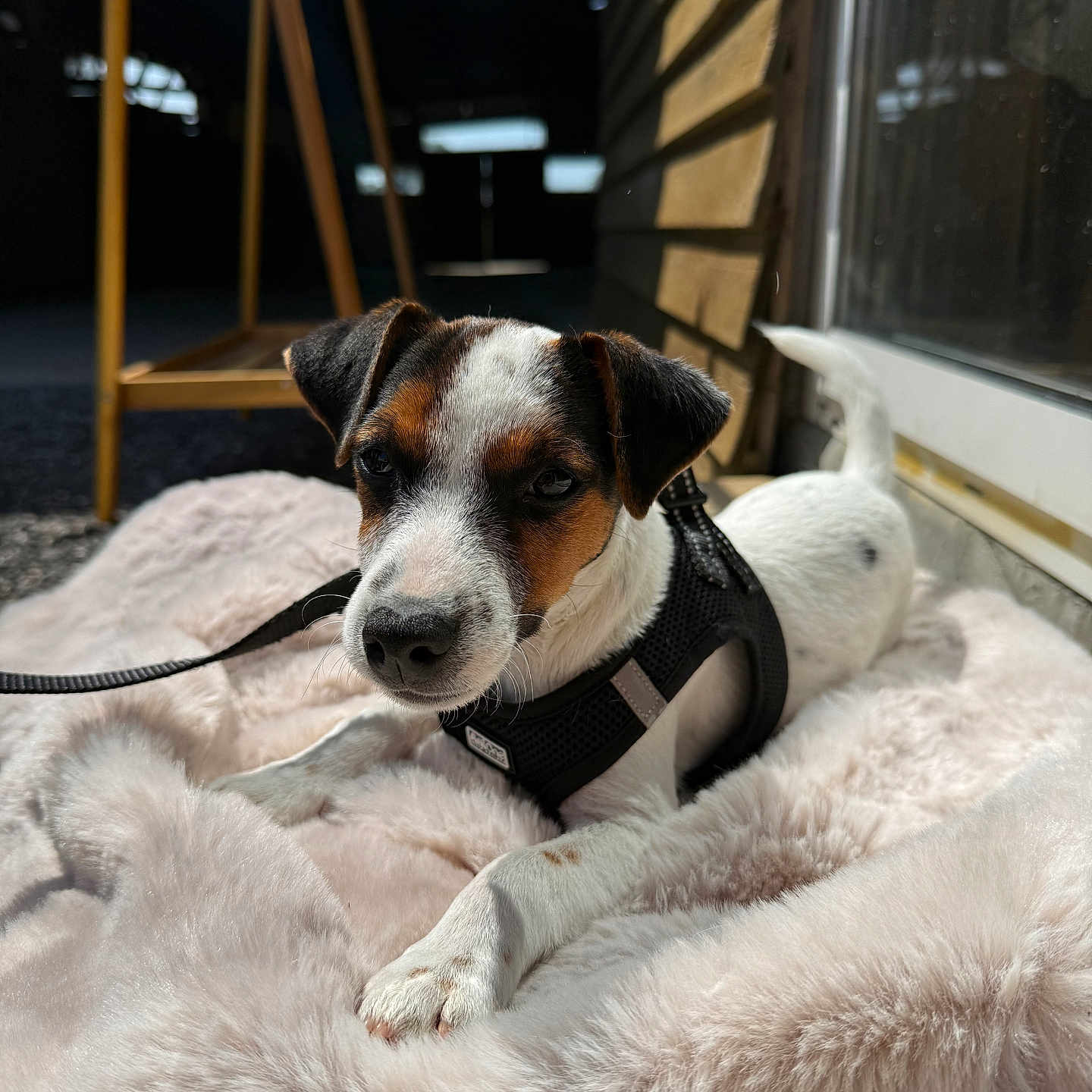 Benco participe au concours pour gagner de l'argent avec cette photo : dog, puppy, small_dog, jack_russell_terrier, black_harness, fluffy_blanket, pink_blanket, sunlight, indoor, wooden_wall, glass_door, leash, pet, cute, relaxed, looking_at_camera, fur, animal, domestic_animal, companion