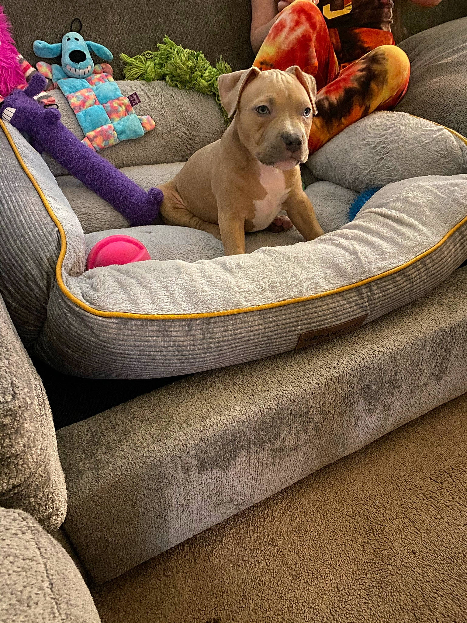 Aria Reign joined the competition — help win amazing prizes! canidae, carnivore, collar, comfort, companion_dog, couch, dog, dog_bed, dog_breed, dog_supply, fawn, flooring, linens, non_sporting_group, pet_supply, recreation, sofa_bed, sporting_group, studio_couch, working_animal