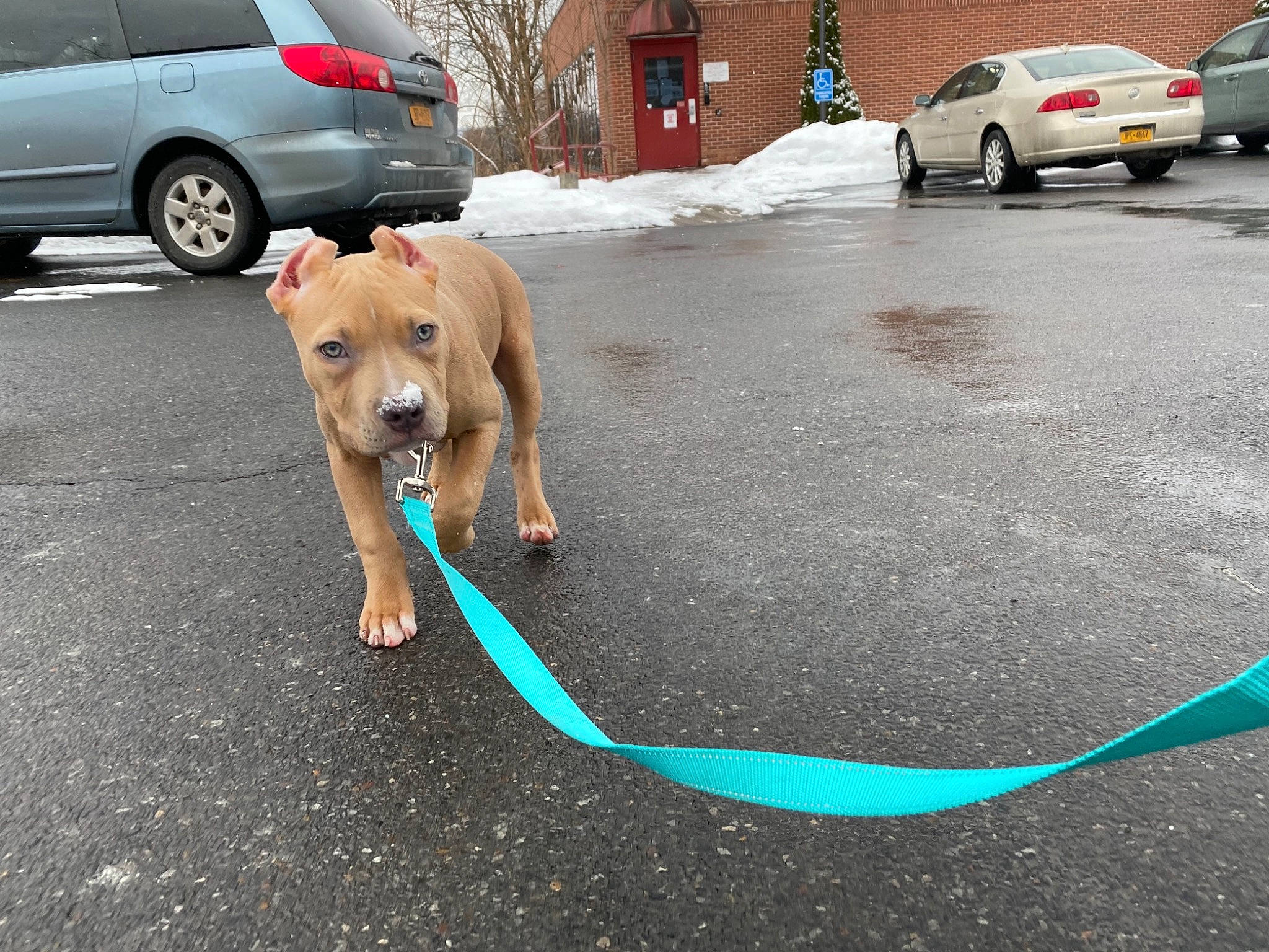 Aria Reign joined the competition — help win amazing prizes! asphalt, car, carnivore, collar, companion_dog, dog, dog_breed, fawn, parking, plant, public_space, road, road_surface, sidewalk, snow, tire, tree, vehicle, vertebrate, wheel