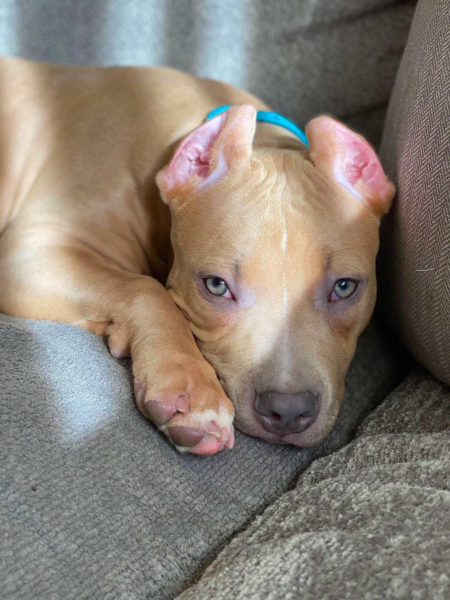 Aria Reign joined the competition — help win amazing prizes! canidae, carnivore, comfort, companion_dog, dog, dog_breed, dog_supply, ear, fawn, non_sporting_group, paw, pet_supply, pit_bull, puppy, sporting_group, terrestrial_animal, whiskers, working_animal, wrinkle