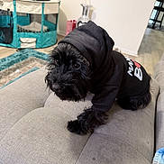 Ace joined the competition — help win amazing prizes! animal, black_dog, canine, carpet, clothing, couch, cozy, curious, dog, furniture, home_decor, hoodie, indoor, living_room, pet, playpen, portrait, seated, shy, small_dog