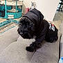 animal, black_dog, canine, carpet, clothing, couch, cozy, curious, dog, furniture, home_decor, hoodie, indoor, living_room, pet, playpen, portrait, seated, shy, small_dog