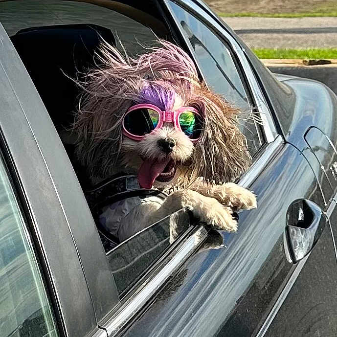Mokah joined the competition — help win amazing prizes! animal, canine, car, dog, fun, fur, grey_car, happy, outdoor, pet, purple_streak, reflection, road, summer, sunglasses, tongue_out, travel, vehicle, wind, window