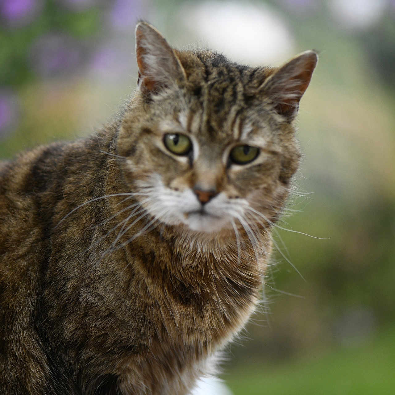 Fripouille participe au concours pour gagner de l'argent avec cette photo : animal, blurred_background, cat, close_up, cute, domestic_animal, feline, focused, fur, green_eyes, mammal, nature, outdoor, pet, portrait, sitting, tabby, whiskers, wildlife