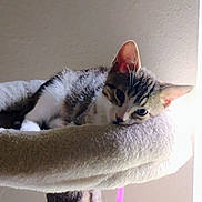 Cc joined the competition — help win amazing prizes! cat, kitten, tabby, pet, animal, feline, resting, sleepy, indoor, cozy, soft, fur, ears, whiskers, cat_tree, perch, relaxed, cute, young, domestic