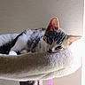 cat, kitten, tabby, pet, animal, feline, resting, sleepy, indoor, cozy, soft, fur, ears, whiskers, cat_tree, perch, relaxed, cute, young, domestic