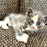 animal, blue_eyes, cat, close_up, couch, cute, domestic_animal, feline, gray_fur, indoor, kitten, paw, pet, relaxed, resting, soft, texture, whiskers, white_fur, young