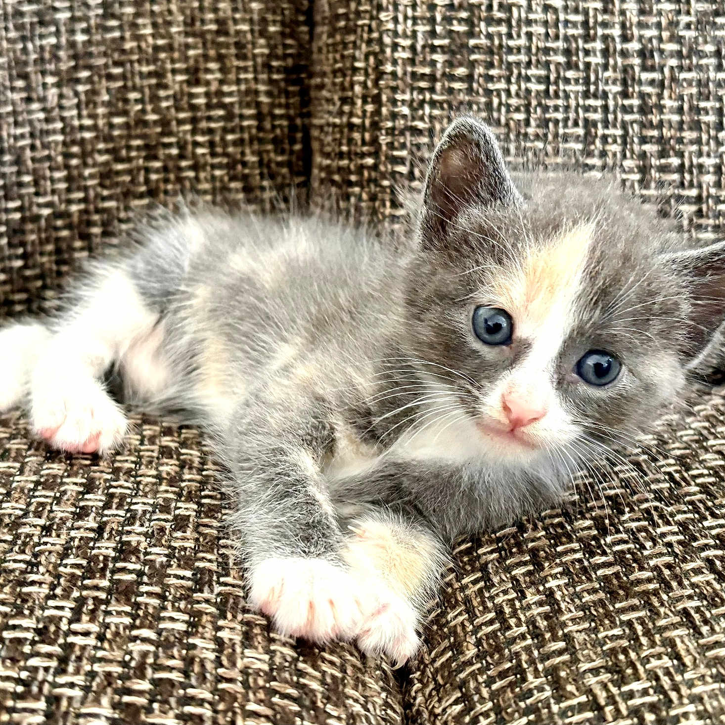 Lili