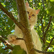 Arlo a rejoint le concours — aidez-le/la à gagner de superbes lots ! animal, branch, cat, climbing, closeup, curious, daylight, eye_contact, feline, fluffy, forest, greenery, leaves, nature, outdoor, paw, pet, sunlight, tree, wildlife