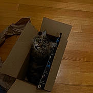 Piper joined the competition — help win amazing prizes! cat, tabby, cardboard_box, wooden_floor, pet, indoor, curious, feline, box, looking_up, fur, whiskers, ears, domestic_animal, cute, animal, cozy, playful, household, companion