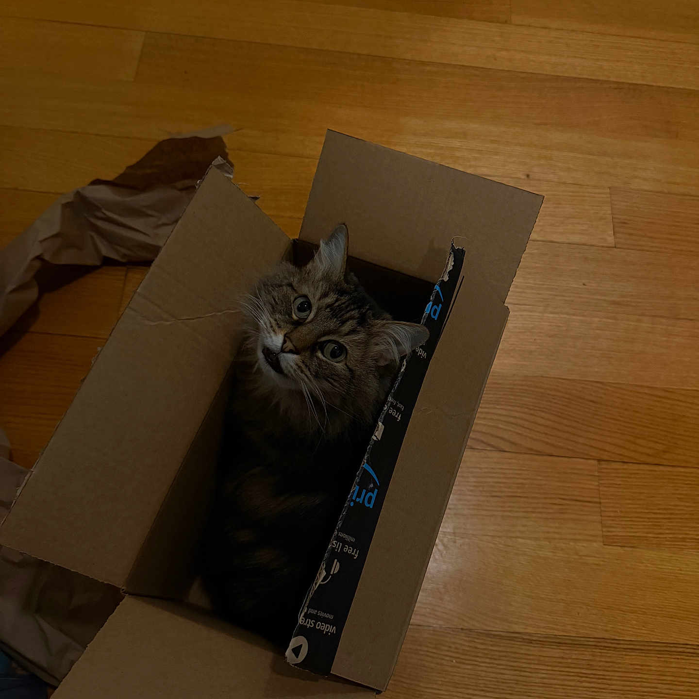 Piper joined the competition — help win amazing prizes! cat, tabby, cardboard_box, wooden_floor, pet, indoor, curious, feline, box, looking_up, fur, whiskers, ears, domestic_animal, cute, animal, cozy, playful, household, companion