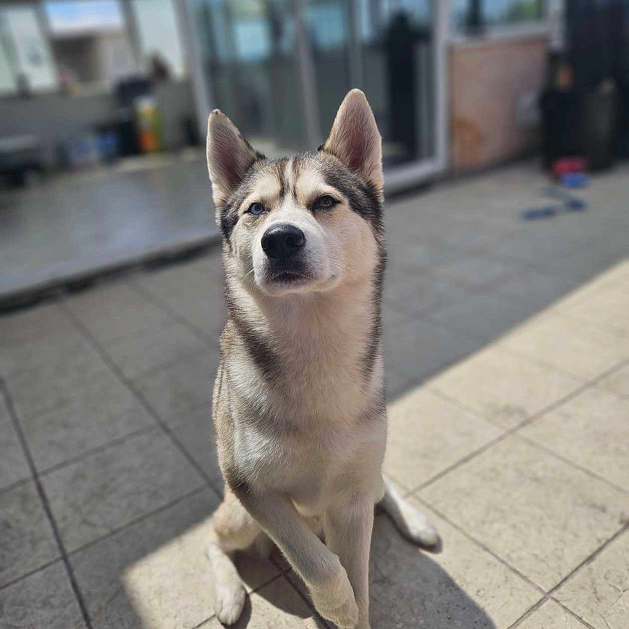 Milo participe au concours pour gagner de l'argent avec cette photo : animal, background, canine, dog, ears, eyes, face, floor, fur, husky, indoor, nose, paw, pet, portrait, shadow, sitting, sunlight, tile, window