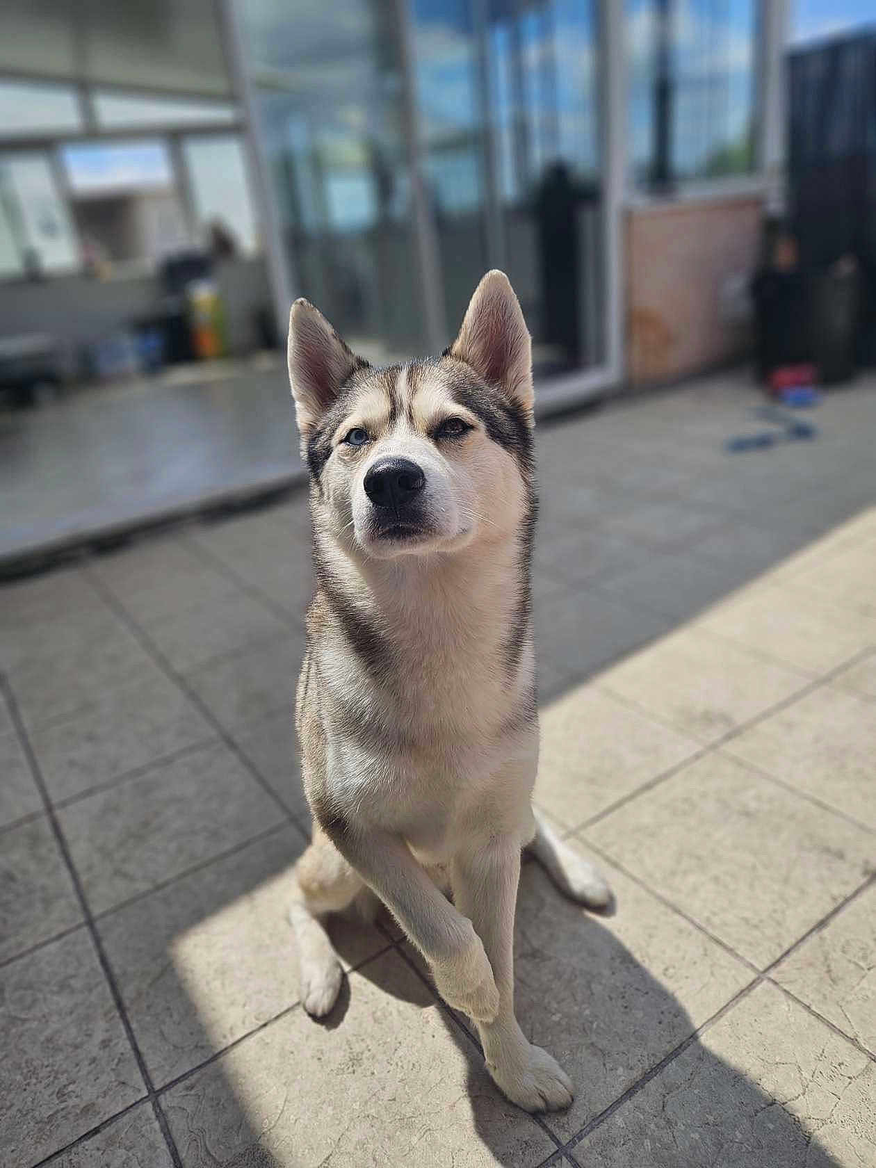 Milo