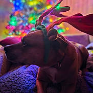 Reesee joined the competition — help win amazing prizes! dog, reindeer_antlers, blanket, christmas_tree, holiday, festive, colorful_lights, blurred_background, cozy, indoors, pet, cute, animal, brown_dog, soft_lighting, relaxed, decorations, christmas, celebration, warm