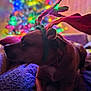 dog, reindeer_antlers, blanket, christmas_tree, holiday, festive, colorful_lights, blurred_background, cozy, indoors, pet, cute, animal, brown_dog, soft_lighting, relaxed, decorations, christmas, celebration, warm