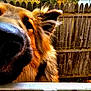 animal, black, brown, canine, close_up, curious, daylight, dog, ears, fence, friendly, fur, nature, nose, outdoor, pet, portrait, snout, whiskers, wood