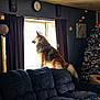 canine, christmas_tree, clock, couch, cozy, curtains, dark_interior, decor, dog, fur, furniture, holiday, home, indoor, living_room, looking_out, ornaments, pet, relaxing, window