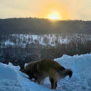Diesel D William is registered to the contest to win money with this photo: animal, backlit, canine, cold, daylight, dog, fluffy, forest, hill, landscape, mammal, nature, outdoor, scenery, sky, snow, sun, sunset, trees, winter
