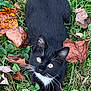animal, autumn, black_cat, cat, closeup, curious, cute, eyes, fall, fur, grass, leaves, mammal, nature, outdoor, pet, playful, stretching, whiskers, white_fur