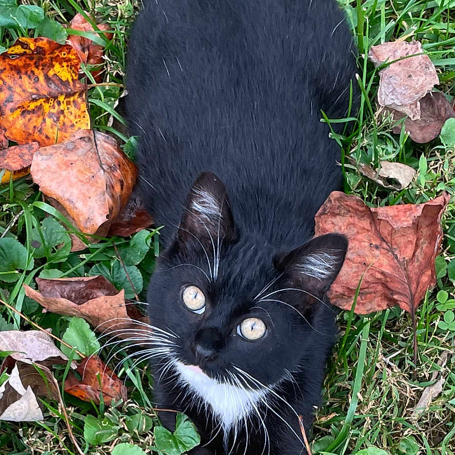 Fats joined the competition — help win amazing prizes! animal, autumn, black_cat, cat, closeup, curious, cute, eyes, fall, fur, grass, leaves, mammal, nature, outdoor, pet, playful, stretching, whiskers, white_fur
