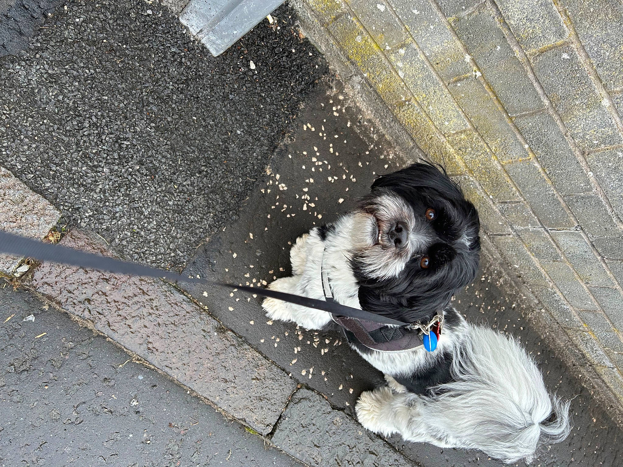 Cooper joined the competition — help win amazing prizes! asphalt, automotive_tire, automotive_wheel_system, carnivore, city, companion_dog, concrete, dog, dog_breed, dog_supply, flooring, litter, road, road_surface, sidewalk, snout, soil, street, tail, tar