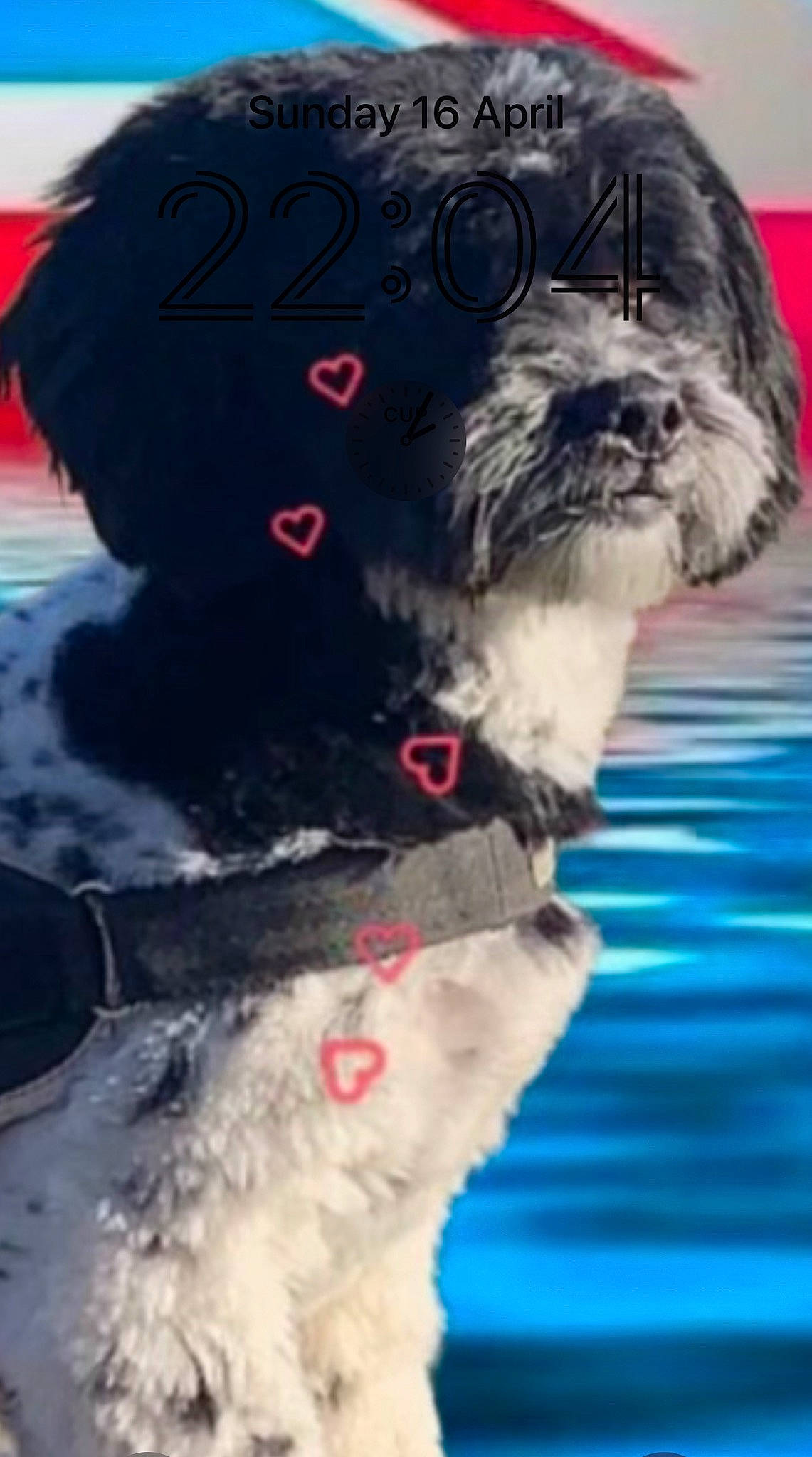 Cooper is registered to the contest to win money with this photo: canidae, carmine, carnivore, collar, companion_dog, dog, dog_breed, dog_clothes, dog_collar, dog_supply, fur, mammal, pet_supply, shih_tzu, small_terrier, snout, sporting_group, toy_dog, whiskers, working_animal