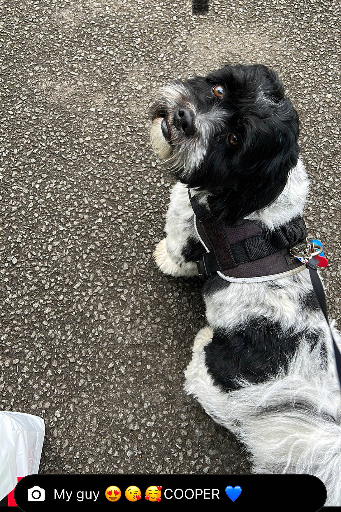 Cooper joined the competition — help win amazing prizes! asphalt, canidae, carnivore, collar, companion_dog, dog, dog_breed, dog_collar, dog_supply, font, fur, leash, liver, pet_supply, snout, sporting_group, tail, terrier, toy_dog, working_animal