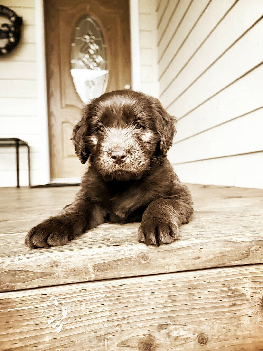 Mazie is registered to the contest to win money with this photo: canidae, carnivore, cavapoo, cockapoo, companion_dog, dog, dog_breed, goldendoodle, labradoodle, liver, mammal, newfoundland, puppy, spaniel, sporting_group, vertebrate