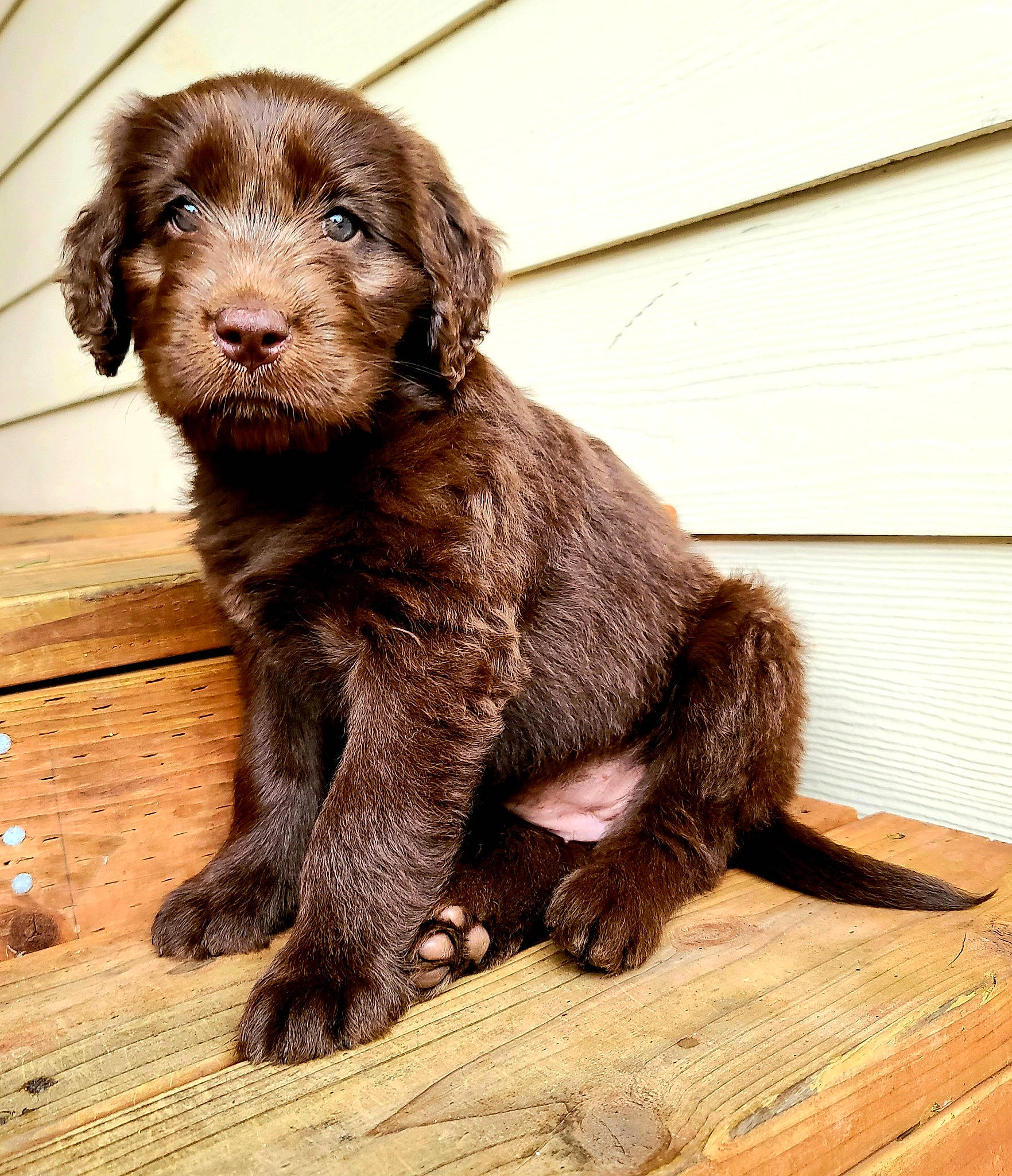 Mazie is registered to the contest to win money with this photo: canidae, carnivore, dog, dog_breed, labradoodle, liver, mammal, pudelpointer, puppy, rare_breed_dog, slovakian_rough_haired_pointer, sporting_group, stichelhaar, vertebrate