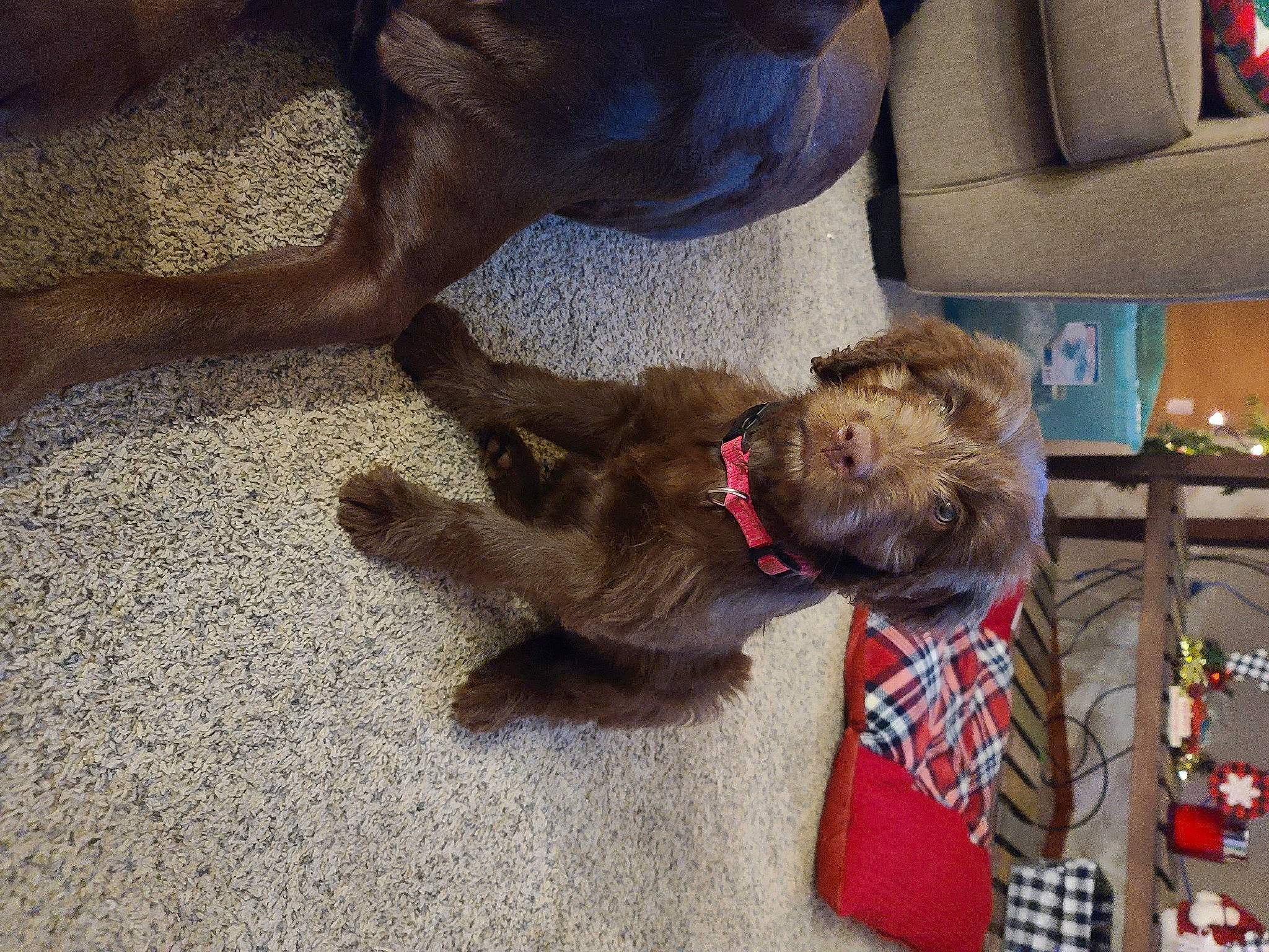 Mazie is registered to the contest to win money with this photo: border_terrier, canidae, carnivore, companion_dog, dog, dog_breed, liver, mammal, puppy, sporting_group, vertebrate