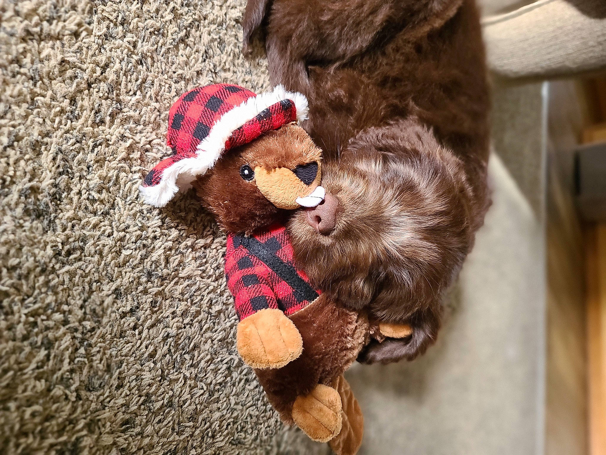 Mazie joined the competition — help win amazing prizes! bear, canidae, carnivore, dog, dog_clothes, dog_toy, fur, stuffed_toy, toy, wool