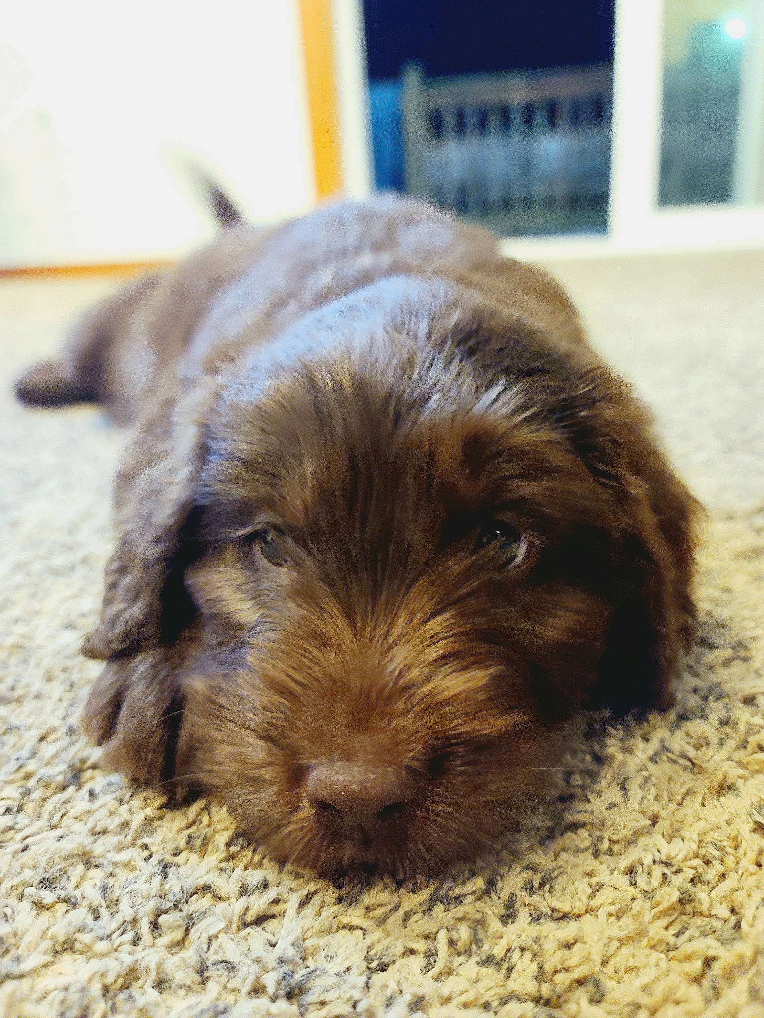 Mazie is registered to the contest to win money with this photo: bolonka, canidae, carnivore, cavapoo, cockapoo, dog, dog_breed, liver, mammal, pudelpointer, puppy, schnoodle, sporting_group, stichelhaar, vertebrate, wirehaired_pointing_griffon