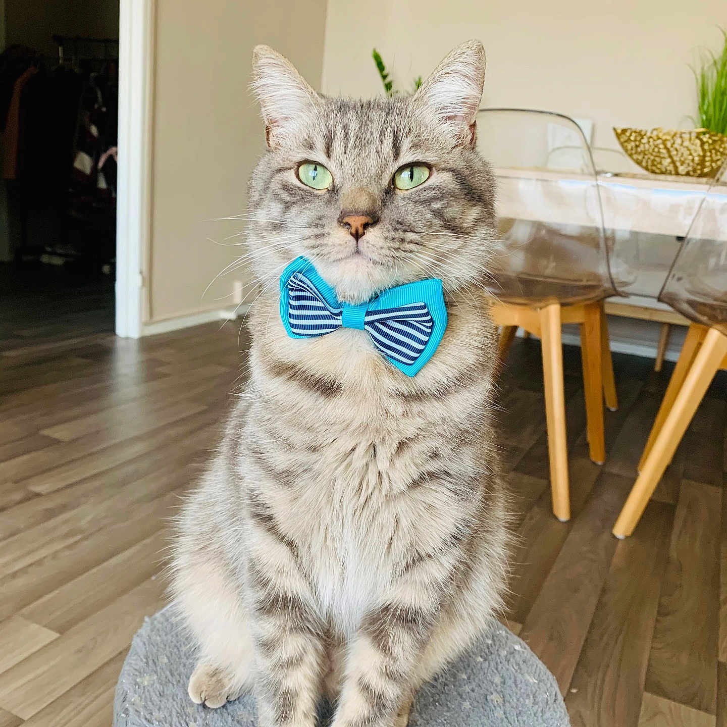 Flash a rejoint le concours — aidez-le/la à gagner de superbes lots ! accessories, animal, bowtie, cat, chair, face, formalwear, furniture, hardwood, head, indoors, interiordesign, kitten, person, pet, photography, portrait, table, tie, wood