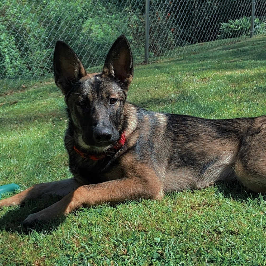 Bella-May joined the competition — help win amazing prizes! animal, backyard, canine, dog, fence, field, germanshepherd, grass, grassland, green, lawn, nature, outdoors, pet, plant, policedog, puppy, tree, yard