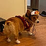dog, corgi, pet, costume, crown, cape, indoor, wooden_floor, animal, small_dog, brown_fur, white_paws, pet_accessory, cute, looking_back, household, domestic, canine, playful, adorable