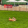 Nala is registered to the contest to win money with this photo: dog, dogs, playing, grass, field, stadium, tent, greenery, outdoor, pets, canine, fun, happy, animal, nature, daytime, leisure, fence, people, sky