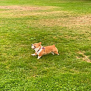 Nala joined the competition — help win amazing prizes! dog, corgi, ball, grass, park, playful, pet, outdoor, running, greenery, daylight, canine, leisure, animal, nature, fun, active, small_dog, happy, field