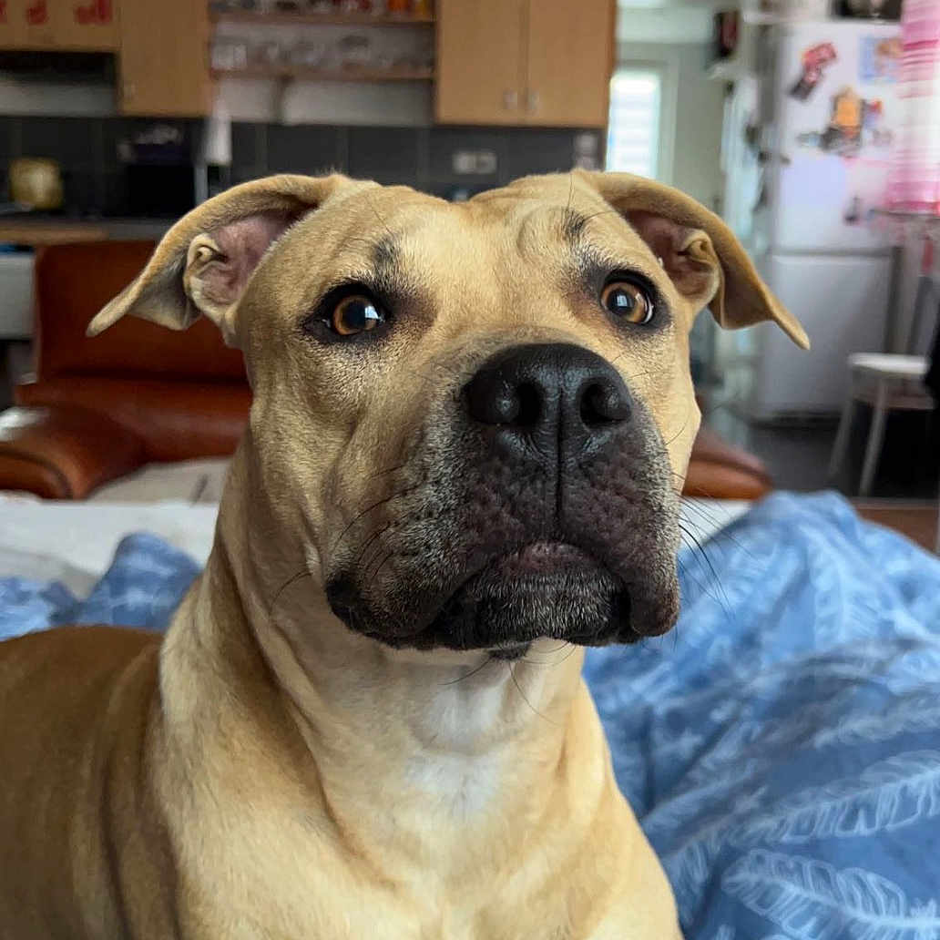 Rayka participe au concours pour gagner de l'argent avec cette photo : animal, bed, bedroom, boxer, bulldog, cabinet, canine, dog, face, furniture, head, indoors, interiordesign, person, pet, photography, pitbull, portrait, puppy, room
