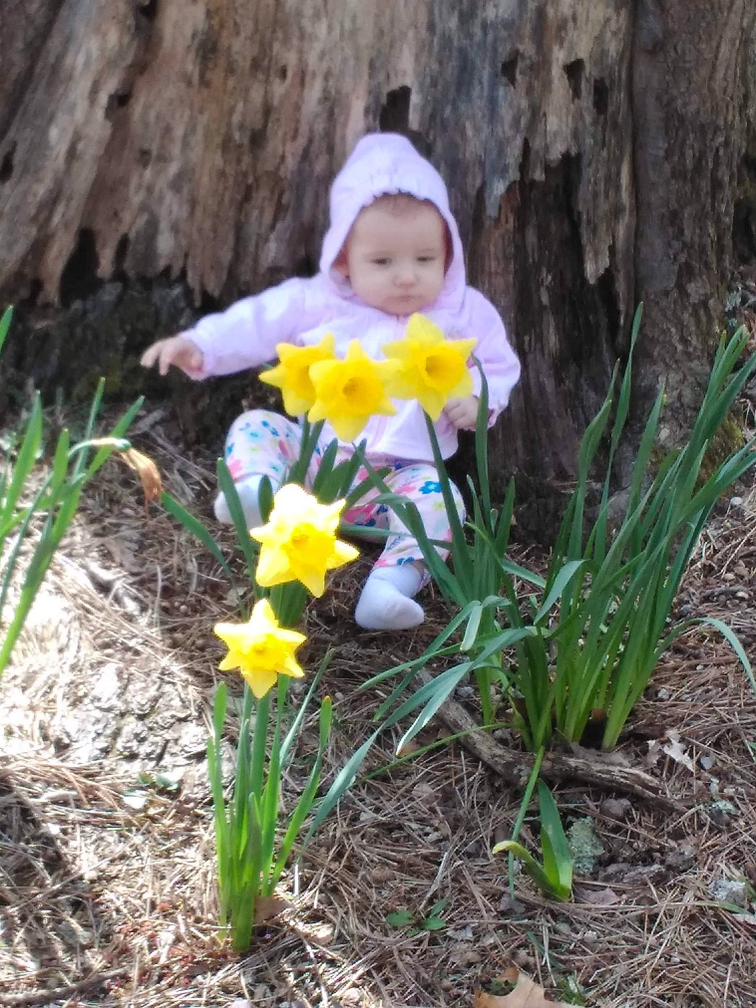 Timberlynn is registered to the contest to win money with this photo: amaryllis_family, child, flower, flowering_plant, iris, narcissus, organ, person, plant, spring, toddler, wildflower, yellow
