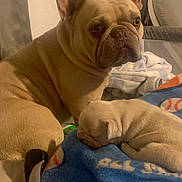 Canelo is registered to the contest to win money with this photo: dog, french_bulldog, puppy, sleeping, blanket, blue_blanket, indoor, pet, animal, cute, resting, tan_dog, fur, ears, face, couch, home, cozy, soft_lighting, companion