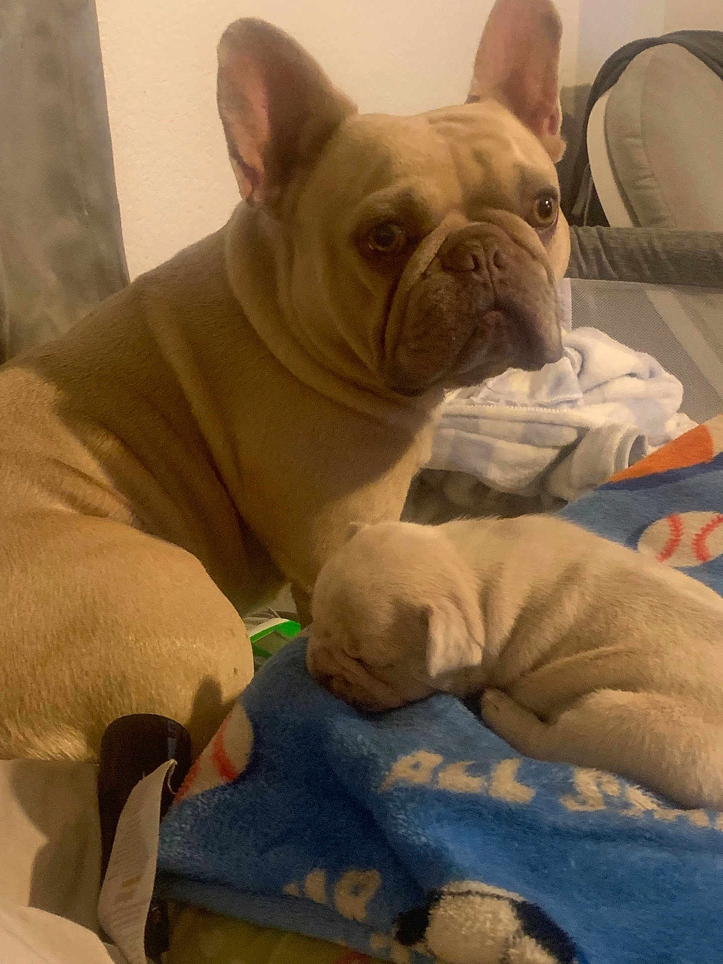 Canelo is registered to the contest to win money with this photo: dog, french_bulldog, puppy, sleeping, blanket, blue_blanket, indoor, pet, animal, cute, resting, tan_dog, fur, ears, face, couch, home, cozy, soft_lighting, companion