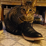 Noodles is registered to the contest to win money with this photo: cat, tabby_cat, pet, shoe, indoor, living_room, chair, armchair, pillow, holiday_decor, rug, carpet, whiskers, ears, stripes, portrait, cozy, furniture, wooden_leg, sitting