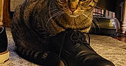 Noodles is registered to the contest to win money with this photo: armchair, carpet, cat, chair, cozy, ears, furniture, holiday_decor, indoor, living_room, pet, pillow, portrait, rug, shoe, sitting, stripes, tabby_cat, whiskers, wooden_leg