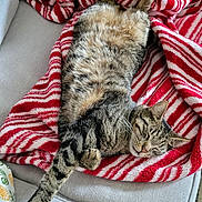Noodles joined the competition — help win amazing prizes! animal, cat, couch, cozy, cute, domestic_animal, feline, fur, indoor, nap, paw, pet, red_and_white, relaxed, resting, sleeping, soft_texture, striped_blanket, tabby_cat, whiskers