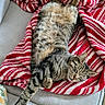 animal, cat, couch, cozy, cute, domestic_animal, feline, fur, indoor, nap, paw, pet, red_and_white, relaxed, resting, sleeping, soft_texture, striped_blanket, tabby_cat, whiskers