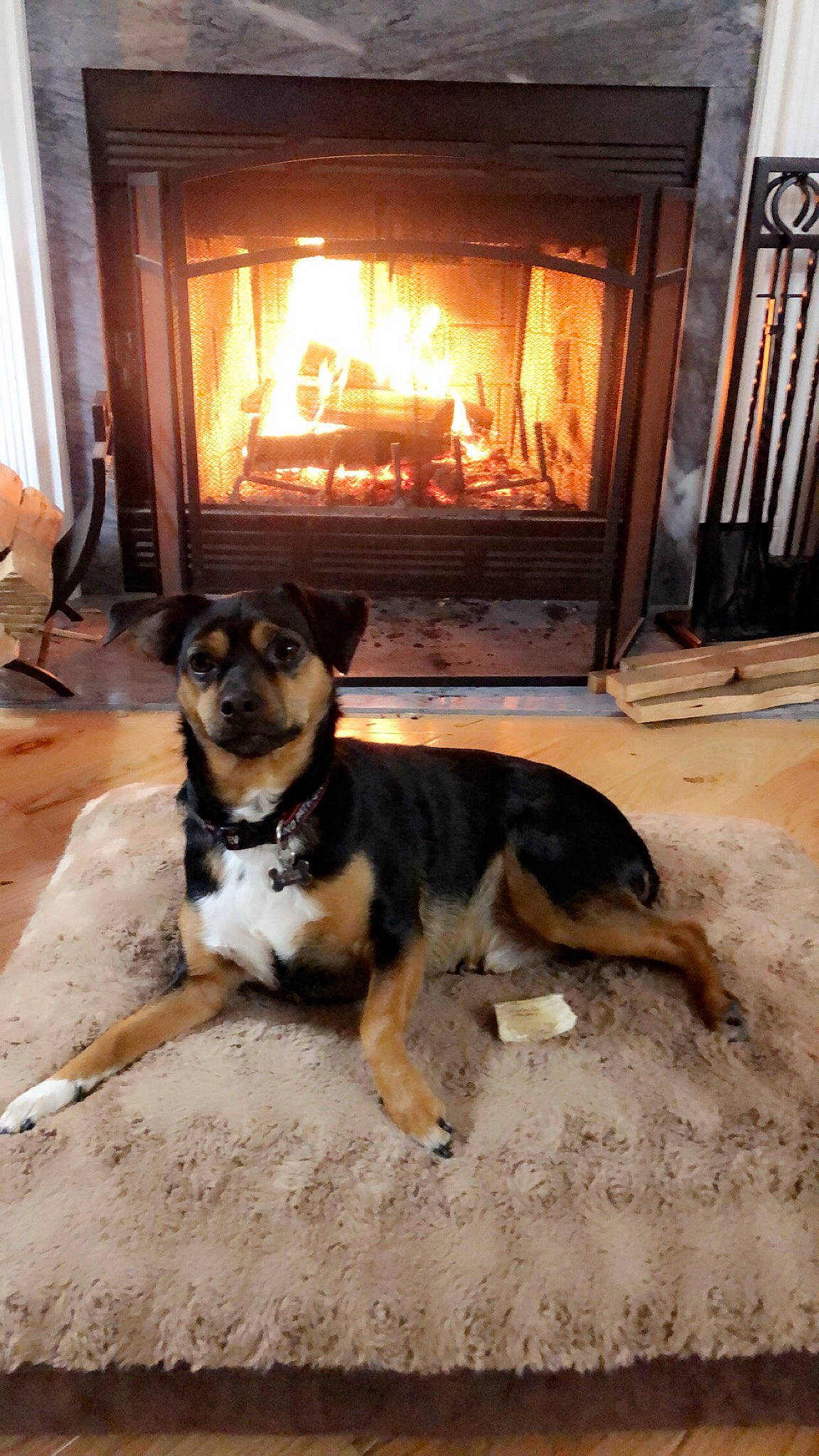 Louie joined the competition — help win amazing prizes! canidae, carnivore, dog, dog_breed, german_shepherd_dog, snout, wood