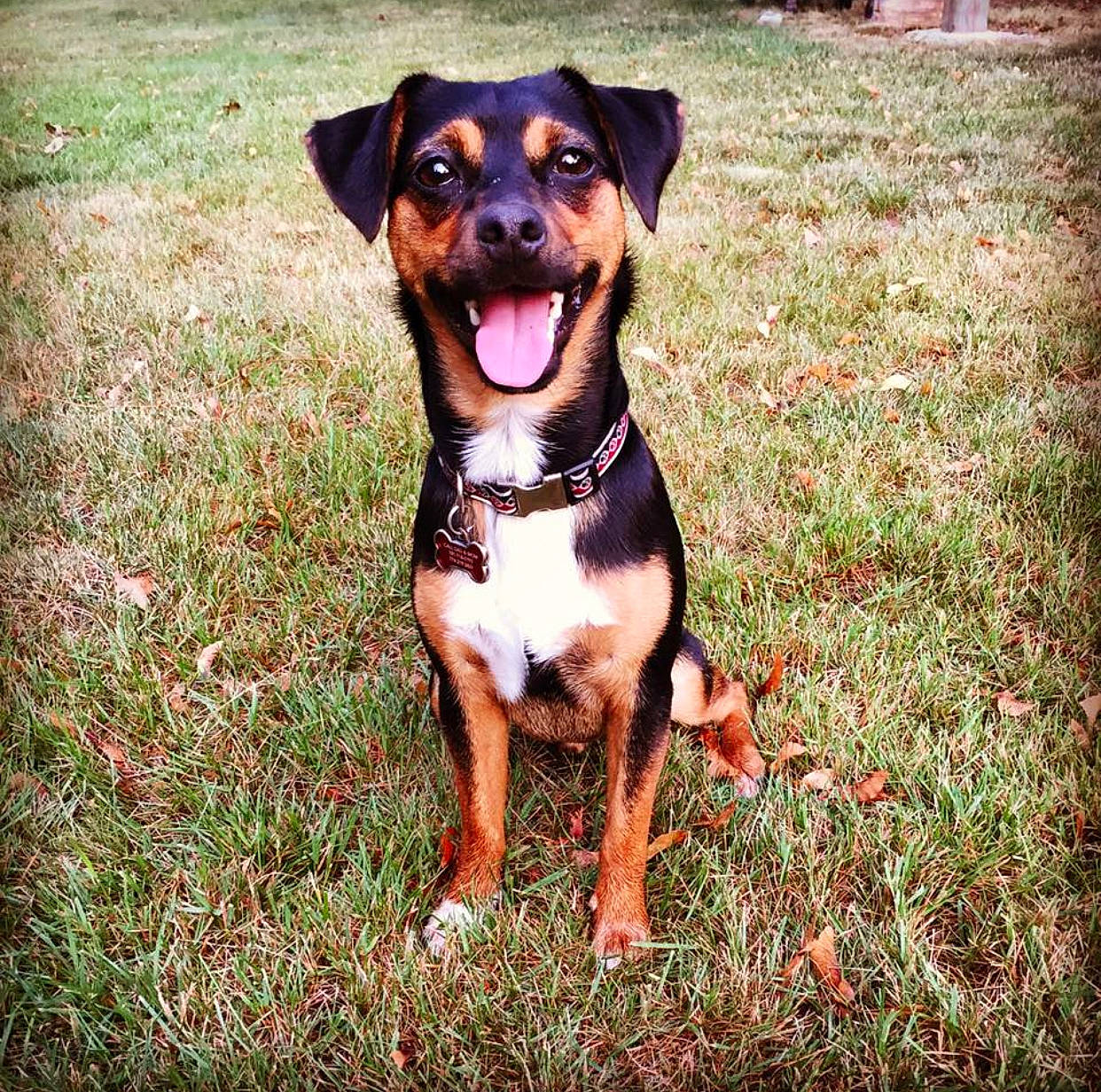 Louie joined the competition — help win amazing prizes! appenzeller_sennenhund, black_and_tan_terrier, canidae, carnivore, dog, dog_breed, entlebucher_mountain_dog, german_pinscher, grass, huntaway, hunting_dog, mammal, puppy, vertebrate, working_dog