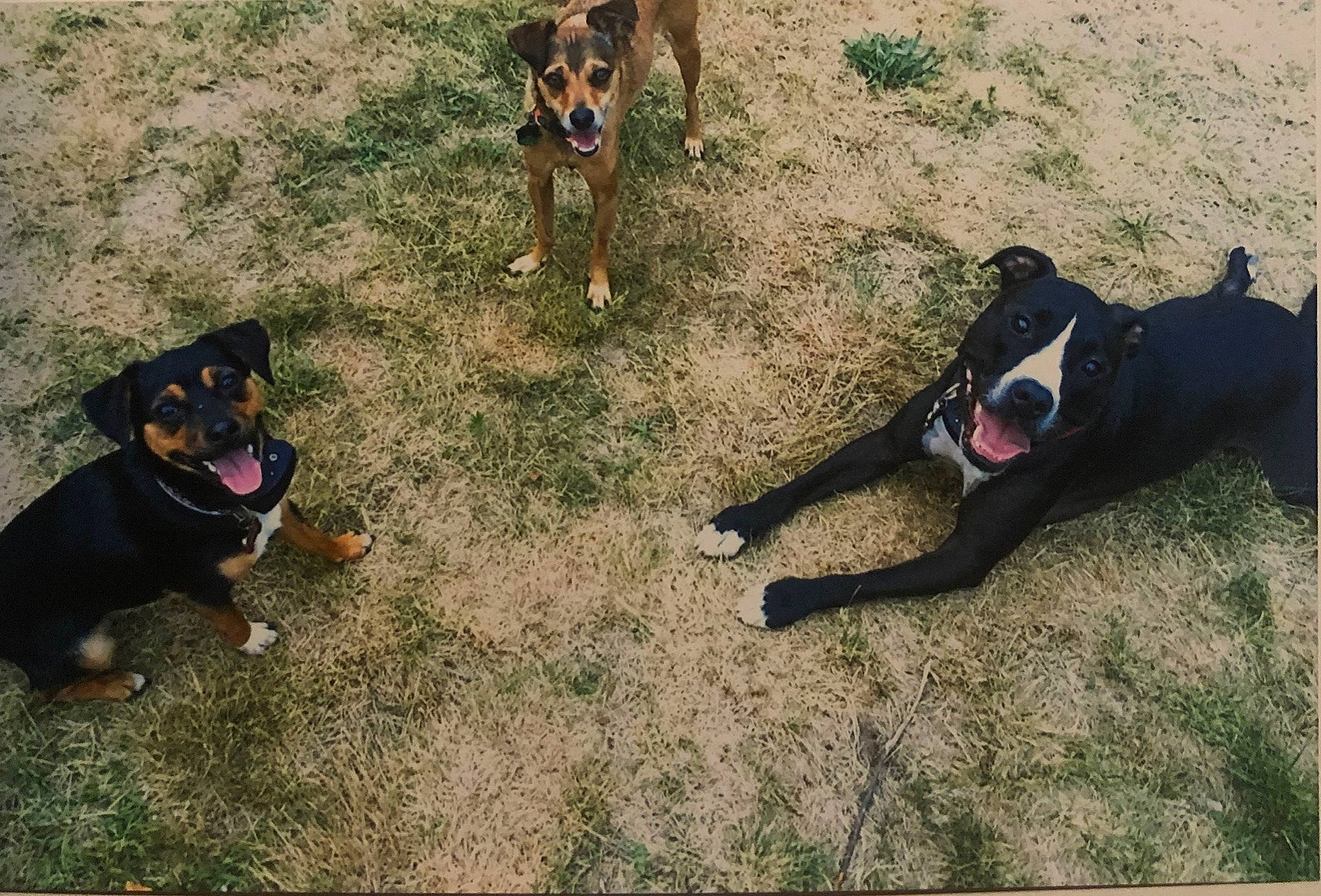 Louie joined the competition — help win amazing prizes! australian_kelpie, canidae, carnivore, dog, dog_breed, guard_dog, huntaway, hunting_dog, mammal, rottweiler, sporting_group, vertebrate, working_dog